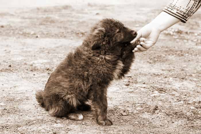 Welfare and Rescue Societies