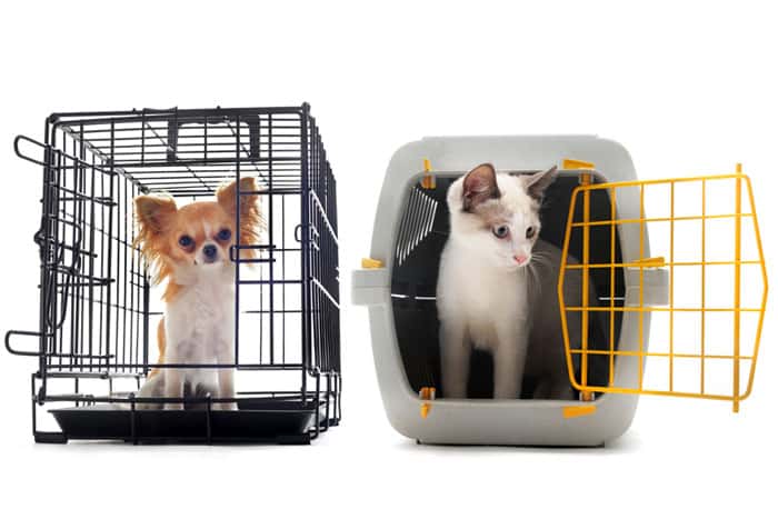 Kennels and Catteries